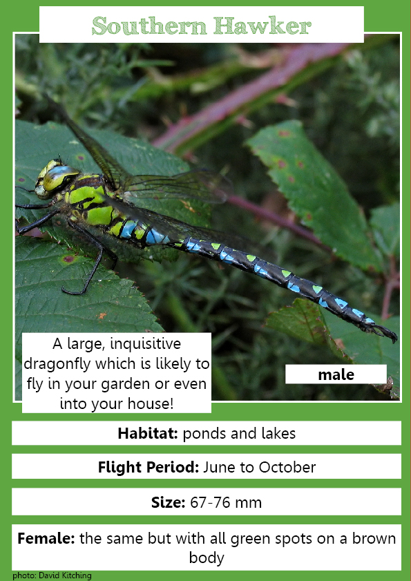 Southern Hawker