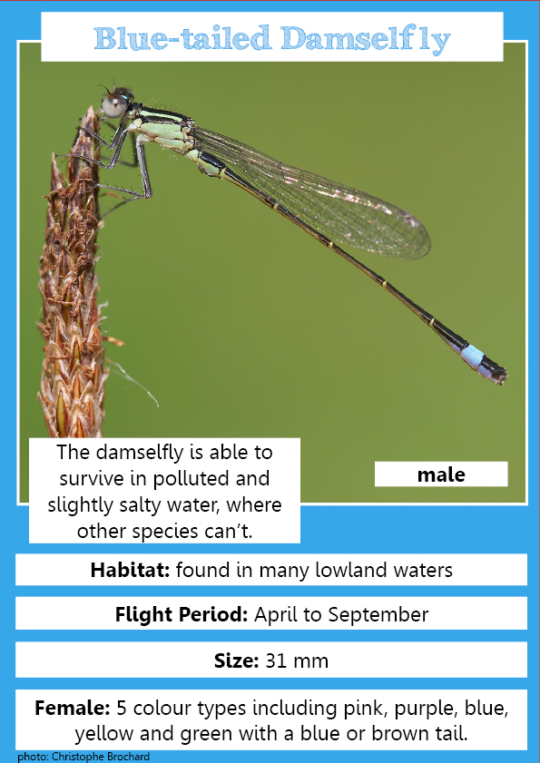 Blue Tailed Damselfly