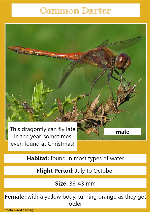 Common Darter