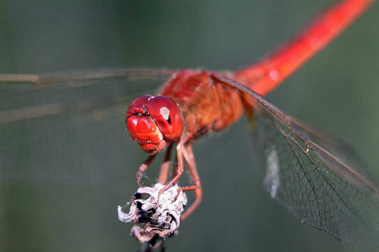 Crocothemis servilia (Oriental Scarlet). © nomadicimagery