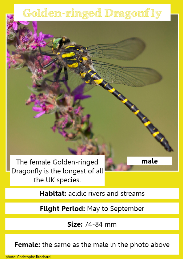 Golden Ringed Dragonfly