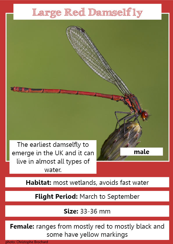 Large Red Damselfly