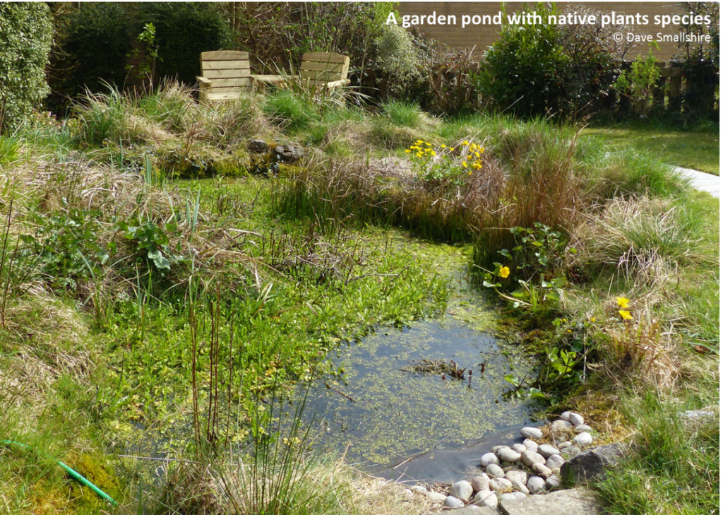 A garden pond with native plant species