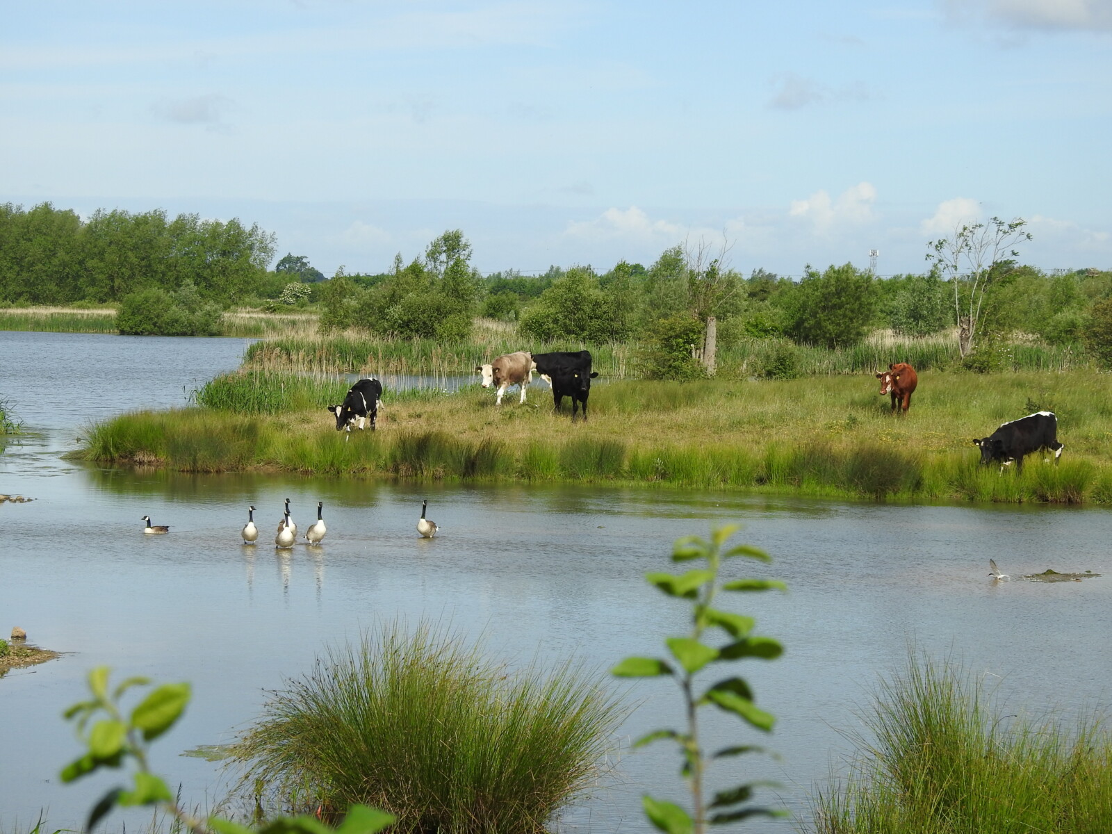 Willington Wetlands British Dragonfly Society