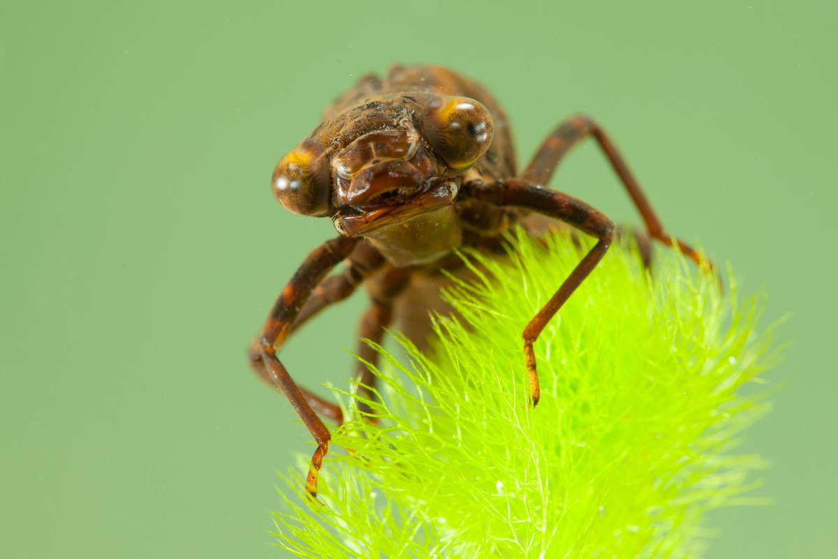 Dragonfly Larvae ID with Microscopes, London British