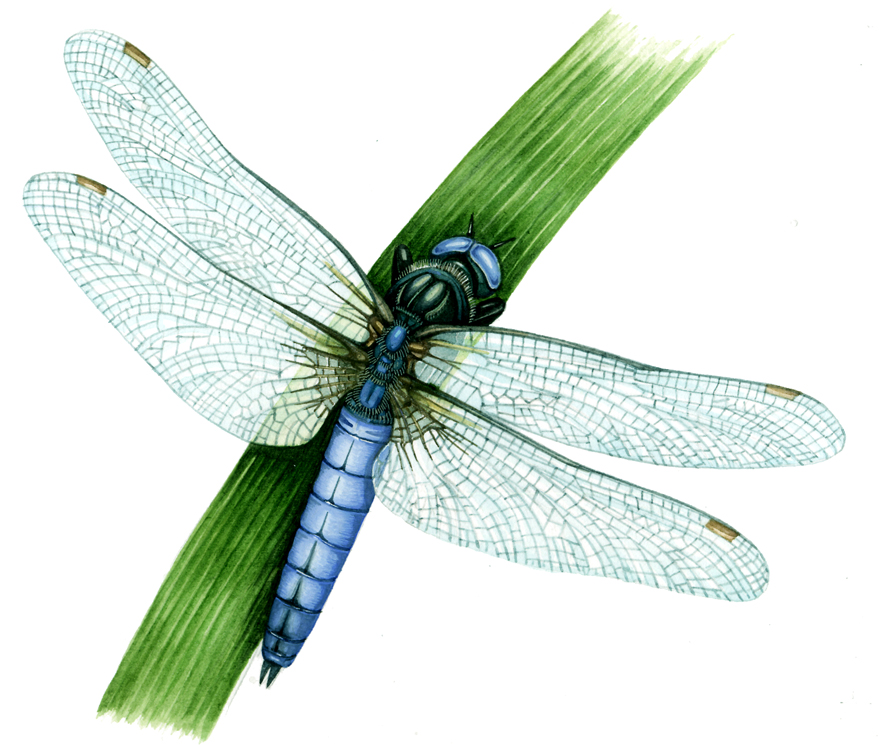 Keeled Skimmer by Lizzie Harper.