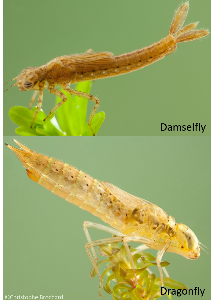 dragonfly larvae in water