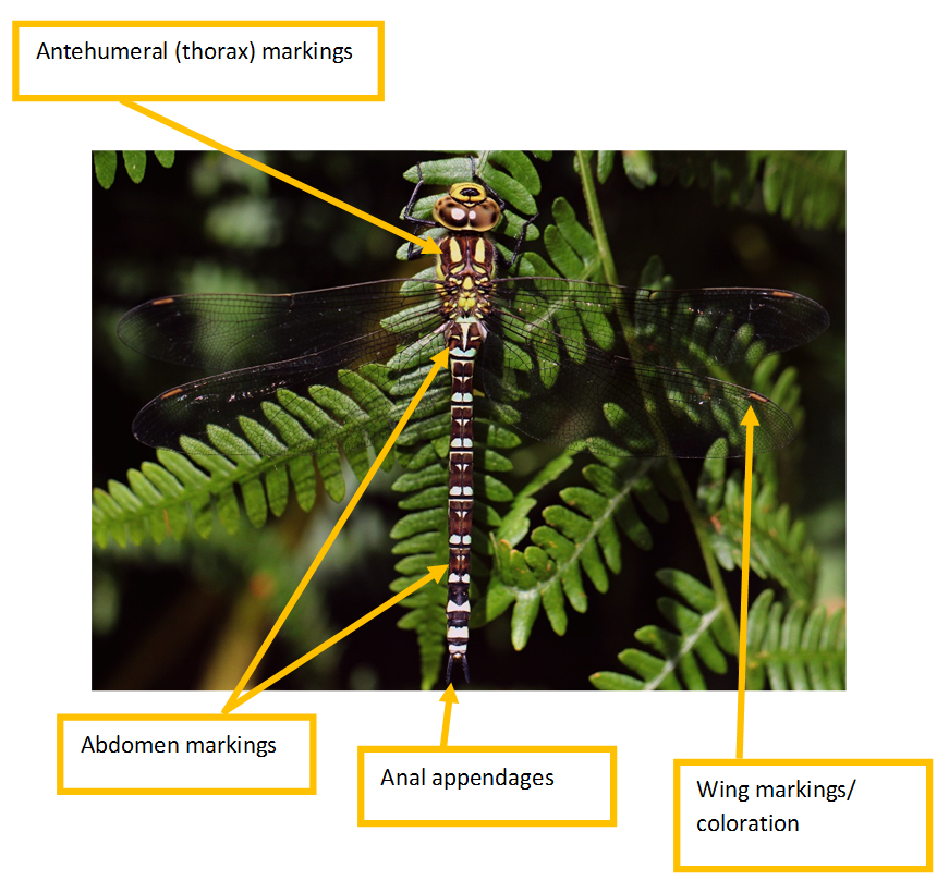 Damselfly Identification Chart