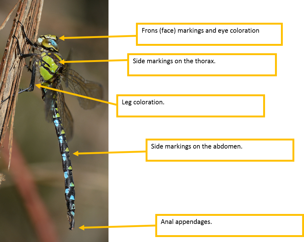 Identification help - British Dragonfly Society