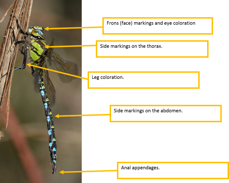 Damselfly Identification Chart