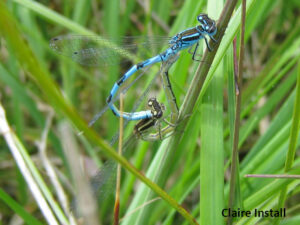 Wales page cons Southern Damselfly in cop Claire Install