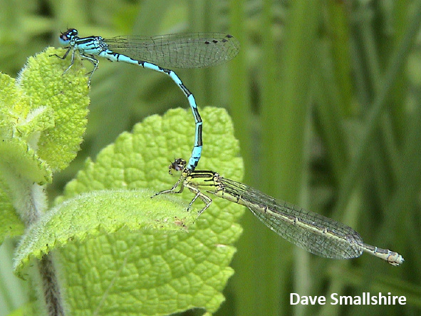 Wales page cons Southern Damselfly in cop Dave Smallshire