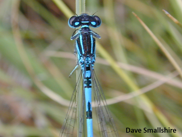 Wales page cons Southern Damselfly mercury mark Dave Smallshire