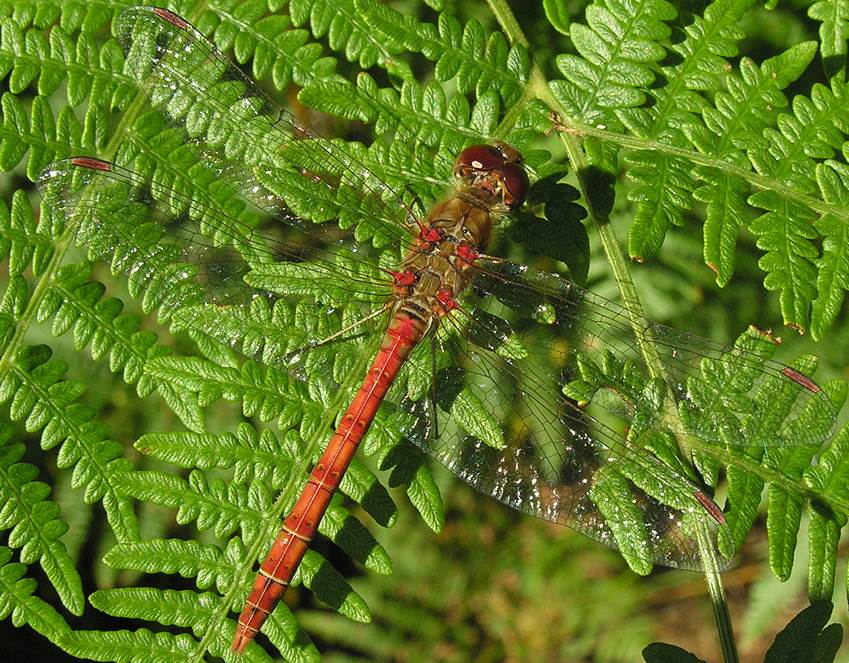 common darter