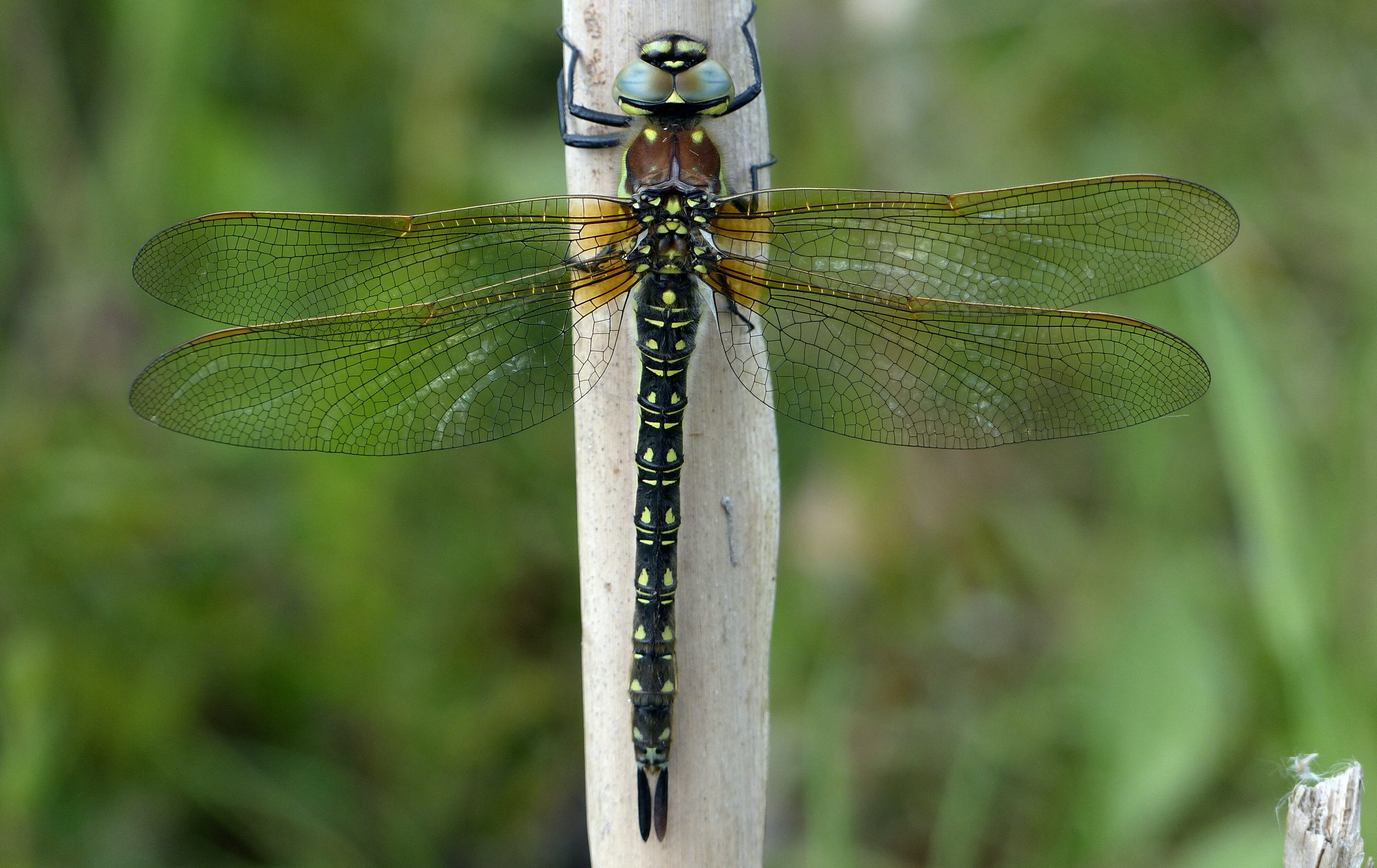 Lakeside Nature Reserve - British Dragonfly Society