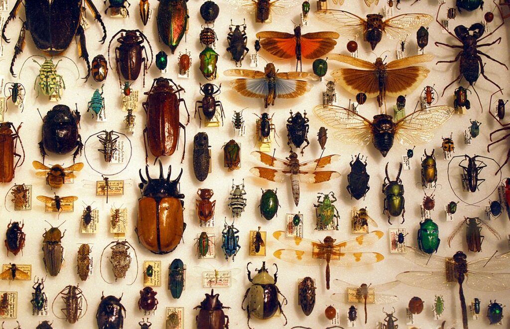 Global collapse of insect populations