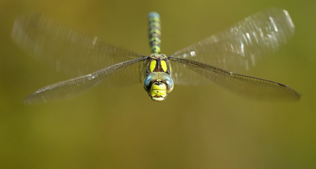 Dragonflies on the Today Show’s Nature Notes at 08:20 Saturday 18 April