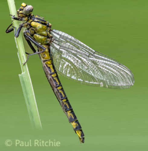 Clubtail Count