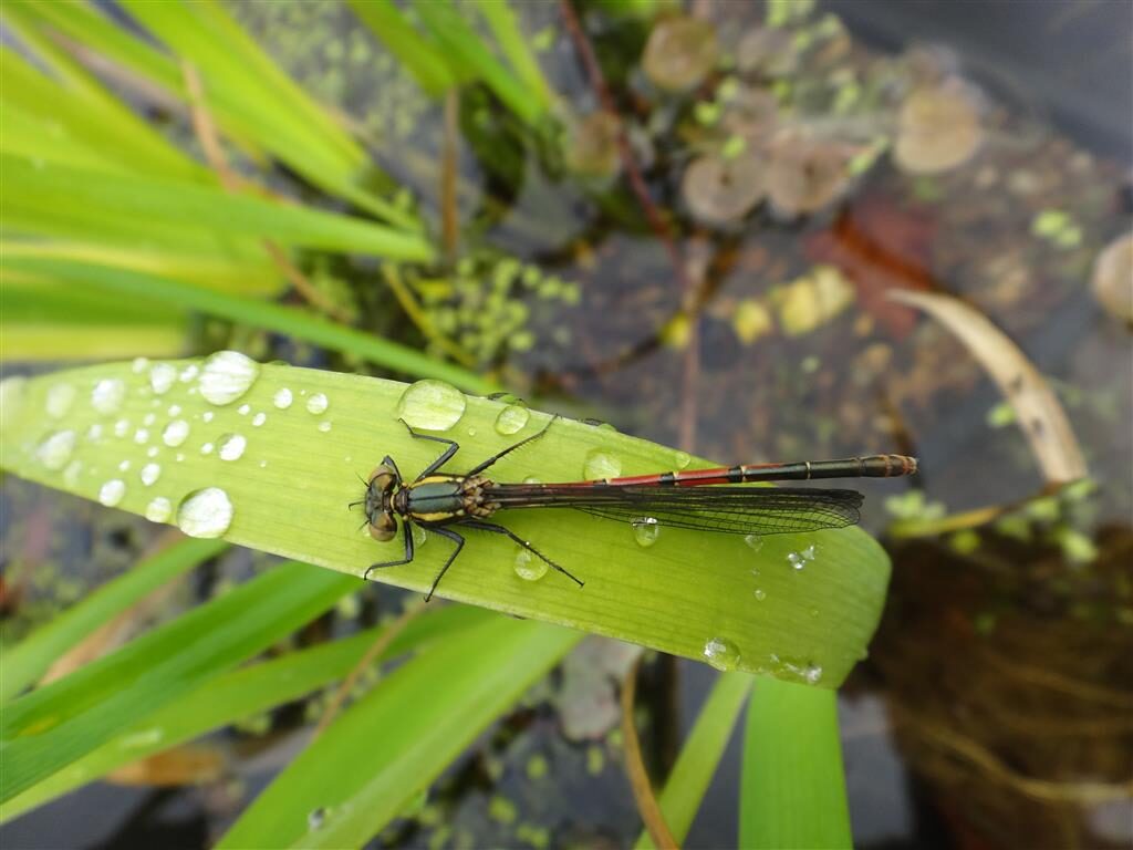 Pond Ponderings from Scotland: Big Plot and Big Dreams!