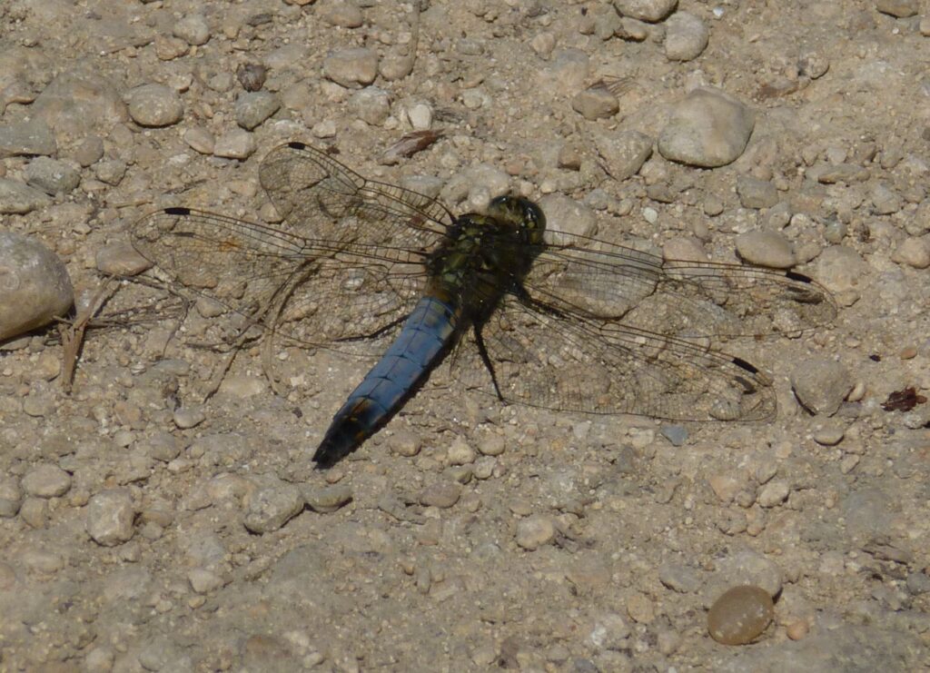 Dragonflies Of Fobney Island Reading British Dragonfly - 