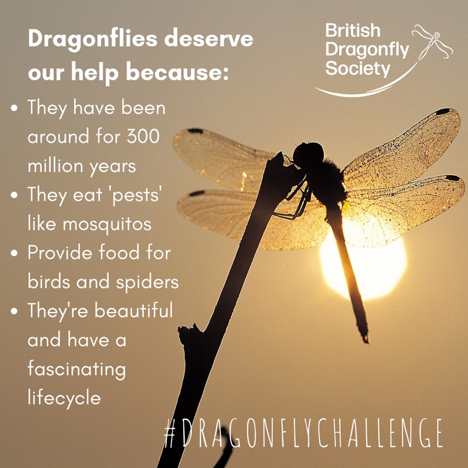 Dragonfly Challenge 2019 British Dragonfly Society