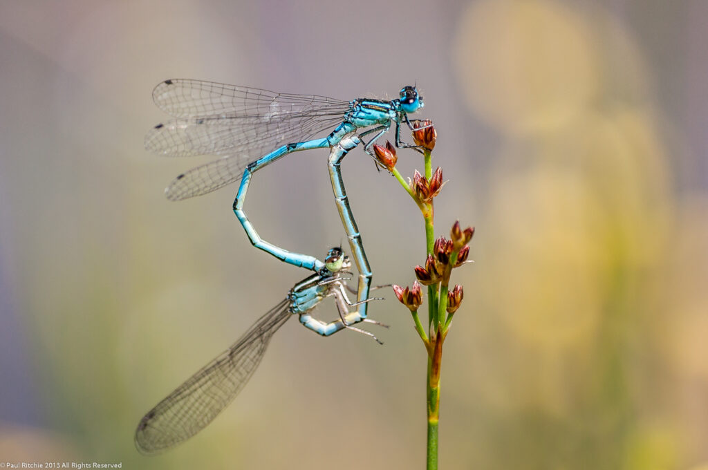D’Oyly Carte Charitable Trust Supports Dorset’s Southern Damselflies Project