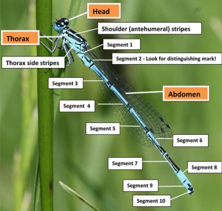 Damselfly Identification Chart