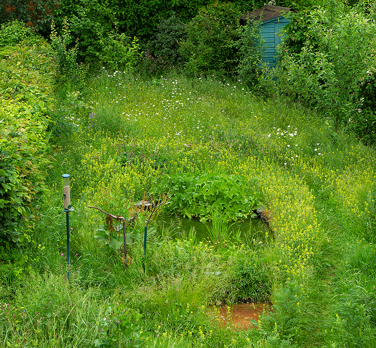 Pond Ponderings: From a Redesigned Mature Pond in Suburban Suffolk!