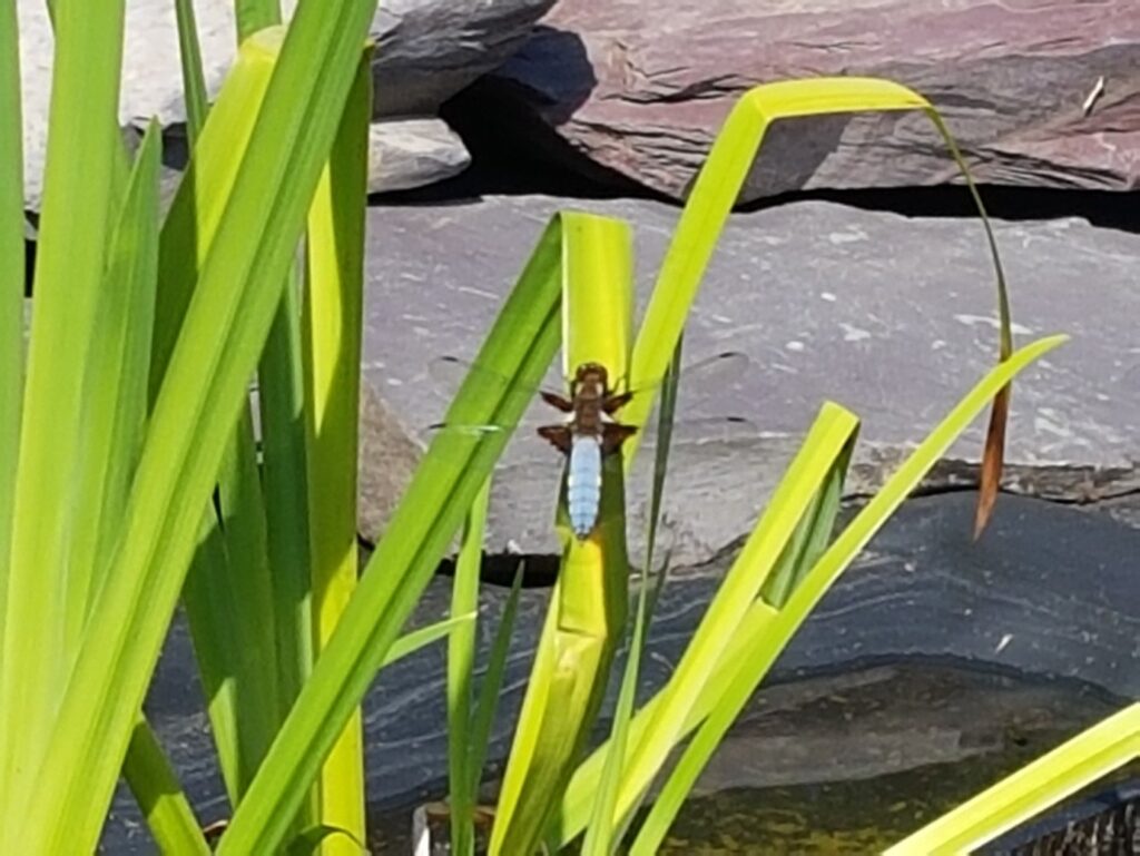 Pond Ponderings – A Welsh garden pond for wildlife and wellbeing, by Pamela Styles