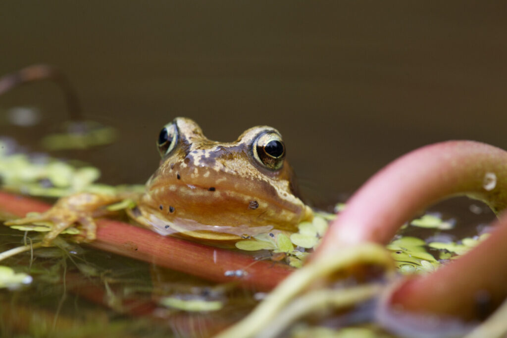 Froglife Launches Wildlife Gardening App