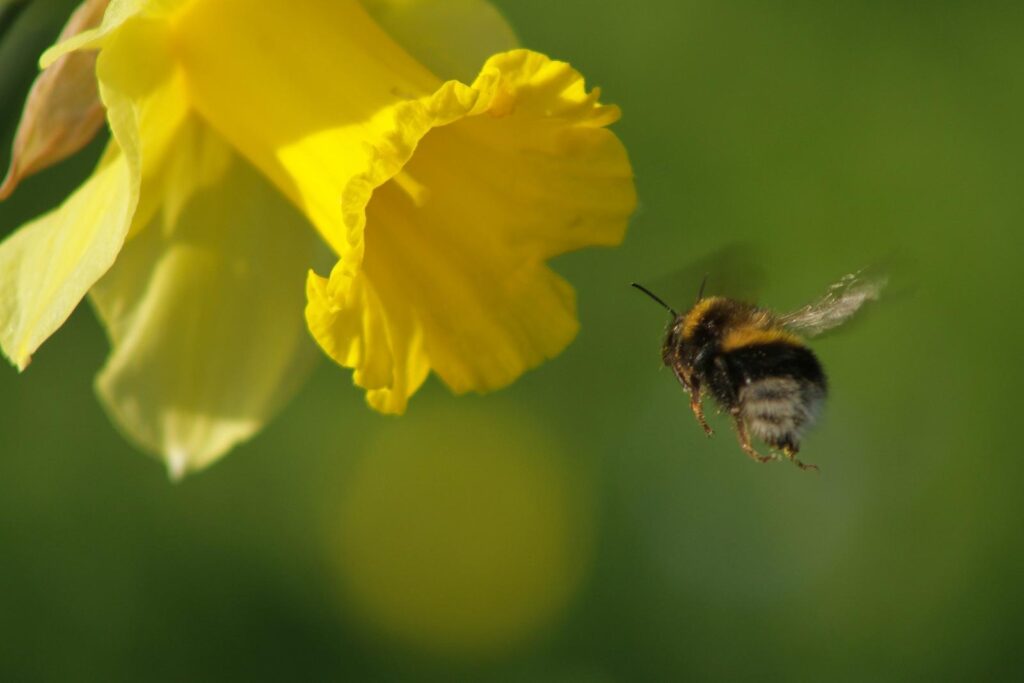 Global study finds insects in decline on land but recovering in water