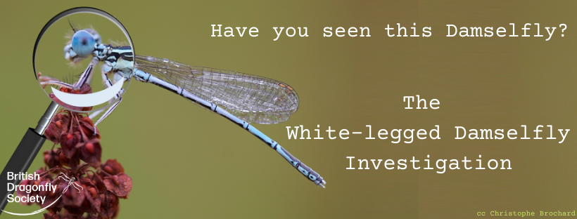 White-legged Damselfly Investigation Spring 2020 report