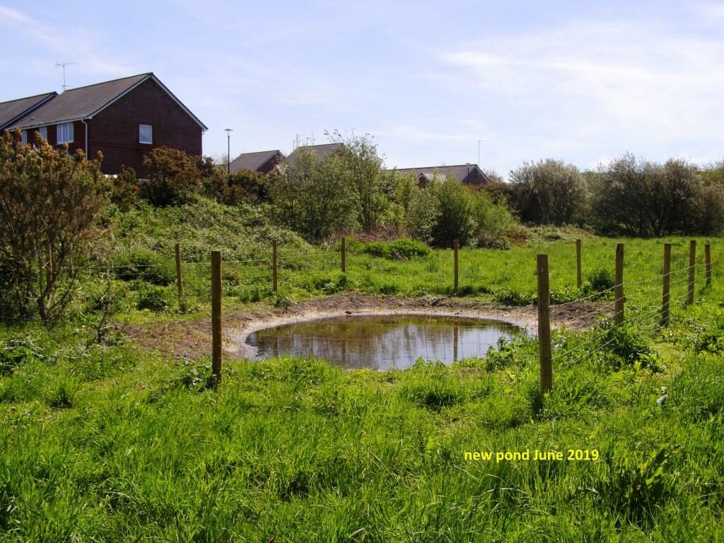 Pond Ponderings: Parc y Llyn pond, Aberystwyth