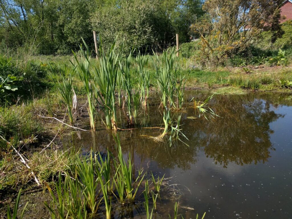 Pond Ponderings – An Update From Parc y Llyn Community Pond