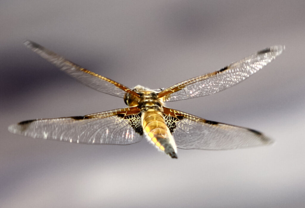 Introducing the Dragonfly Drone of the future