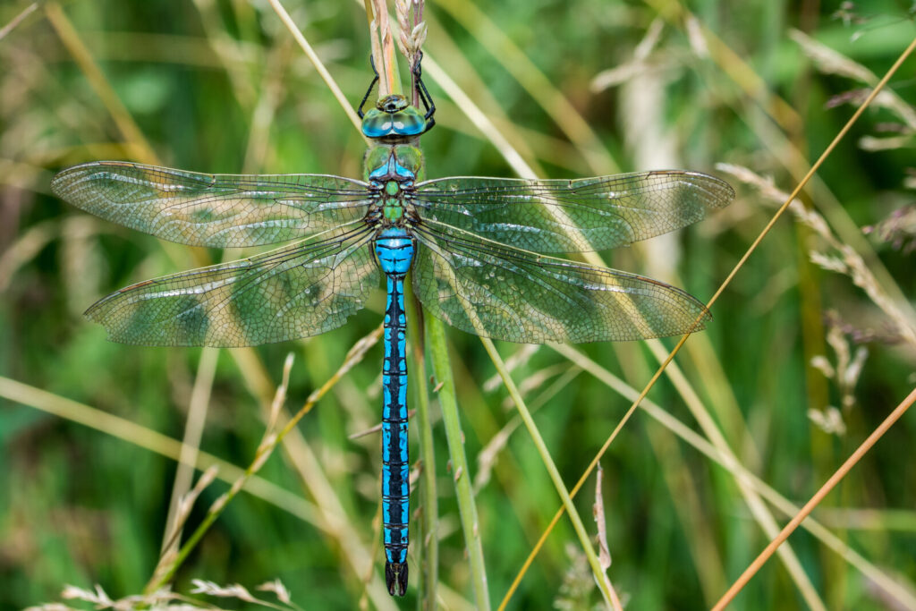 Dragonflies & Damselflies of Britain and Ireland Field Guide available as Apple App