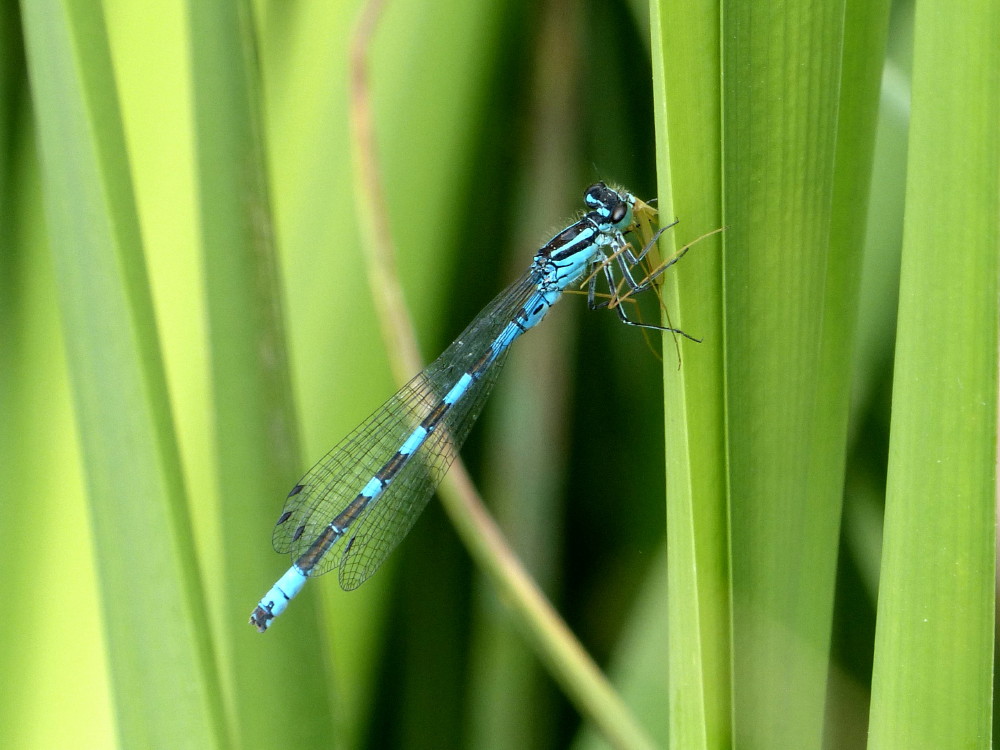A study on pond management for Northern Damselfly (Coenagrion hastulatum)
