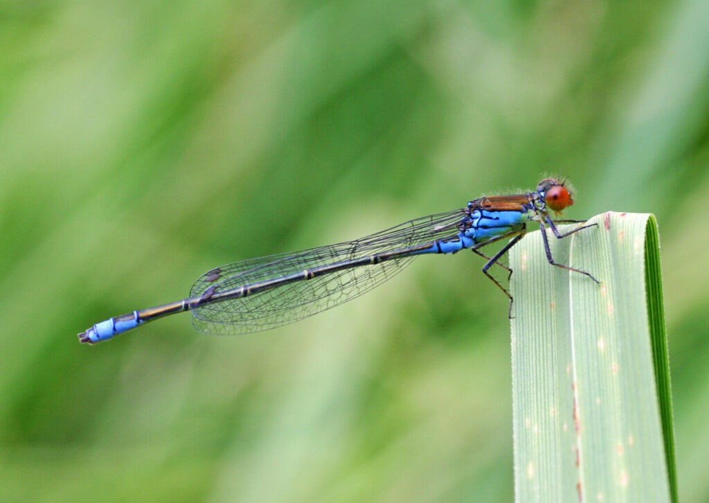 New Damselfly sharing habitat with UK natives