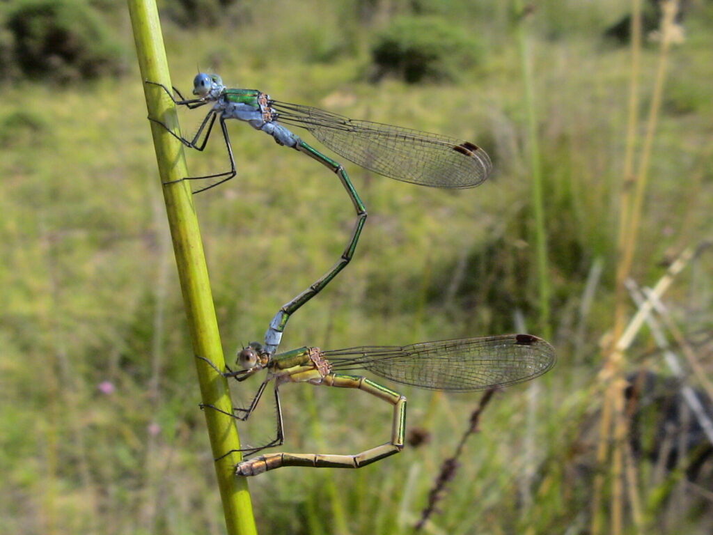 How and why to record dragonflies in August