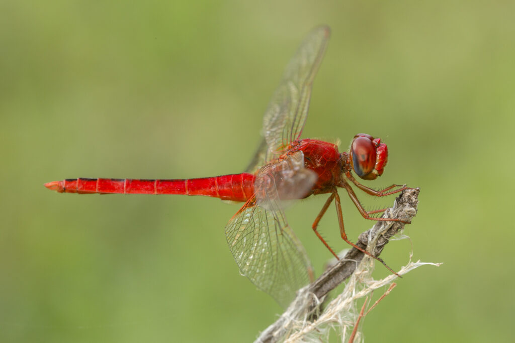 Dragonfly gynandromorphs