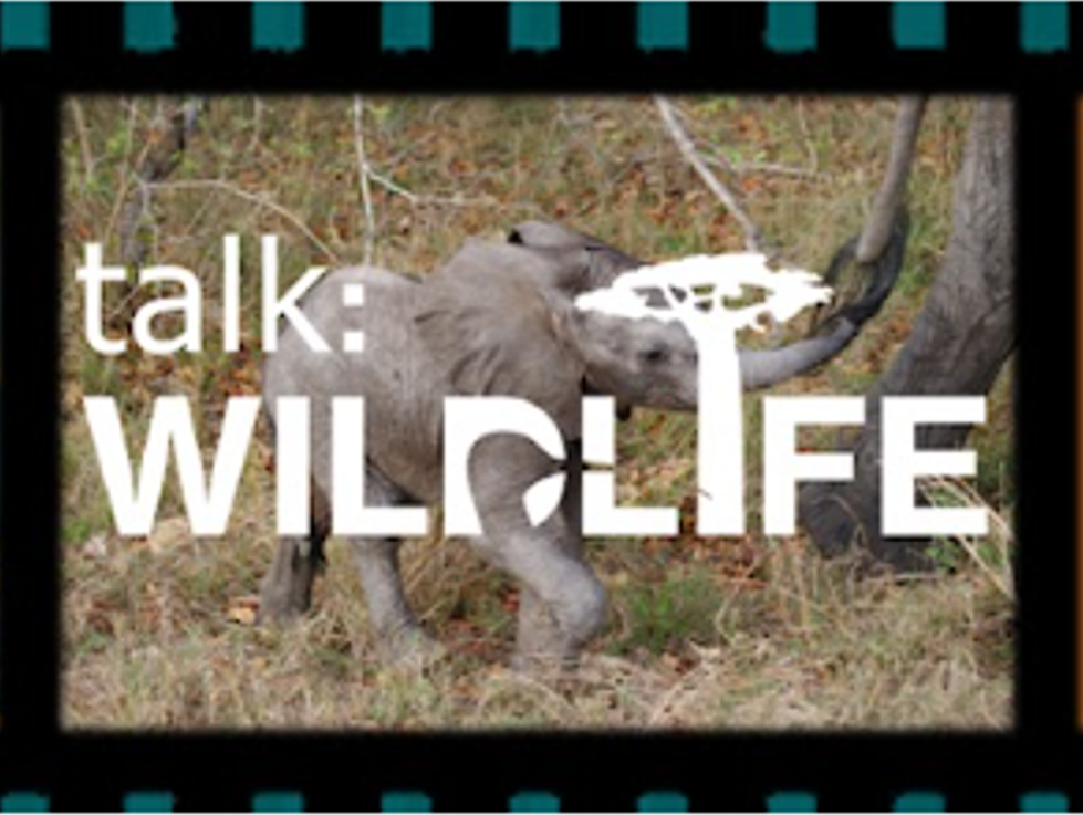 BDS featured on talk: Wildlife