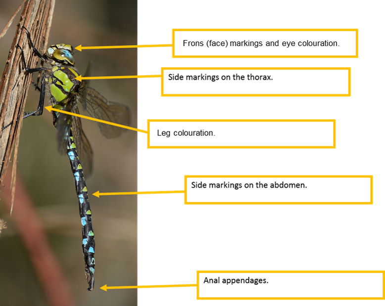 Identification Help British Dragonfly Society