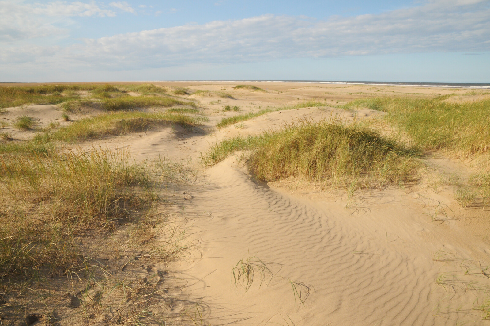 Saltfleetby Theddlethorpe Dunes British Dragonfly Society