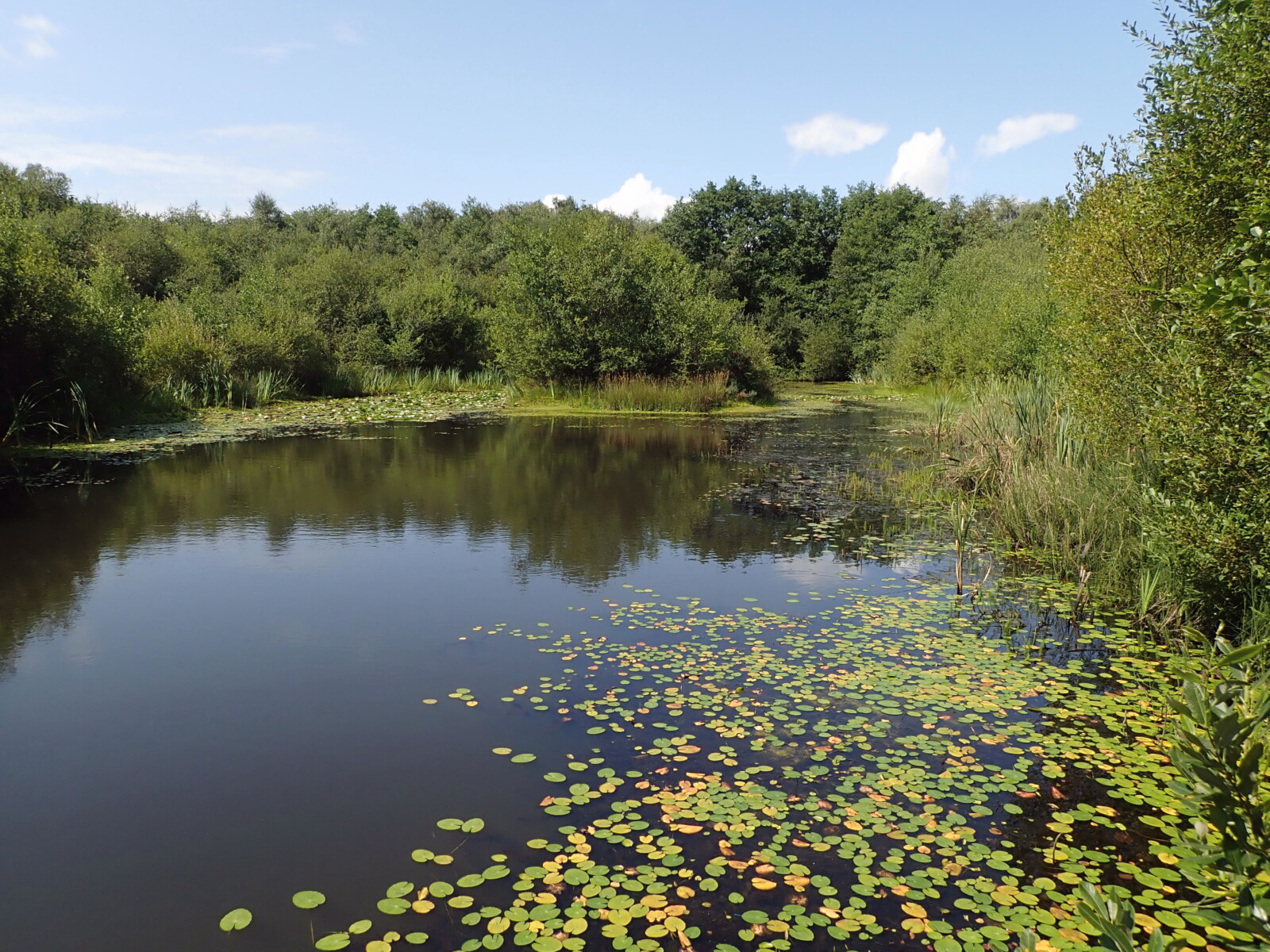 Little Bradley Ponds British Dragonfly Society
