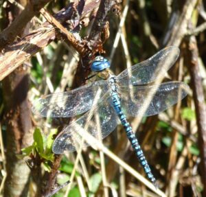 Southern Migrant Hawker at Goldcliff, 1st September 2019, by Steve Davies