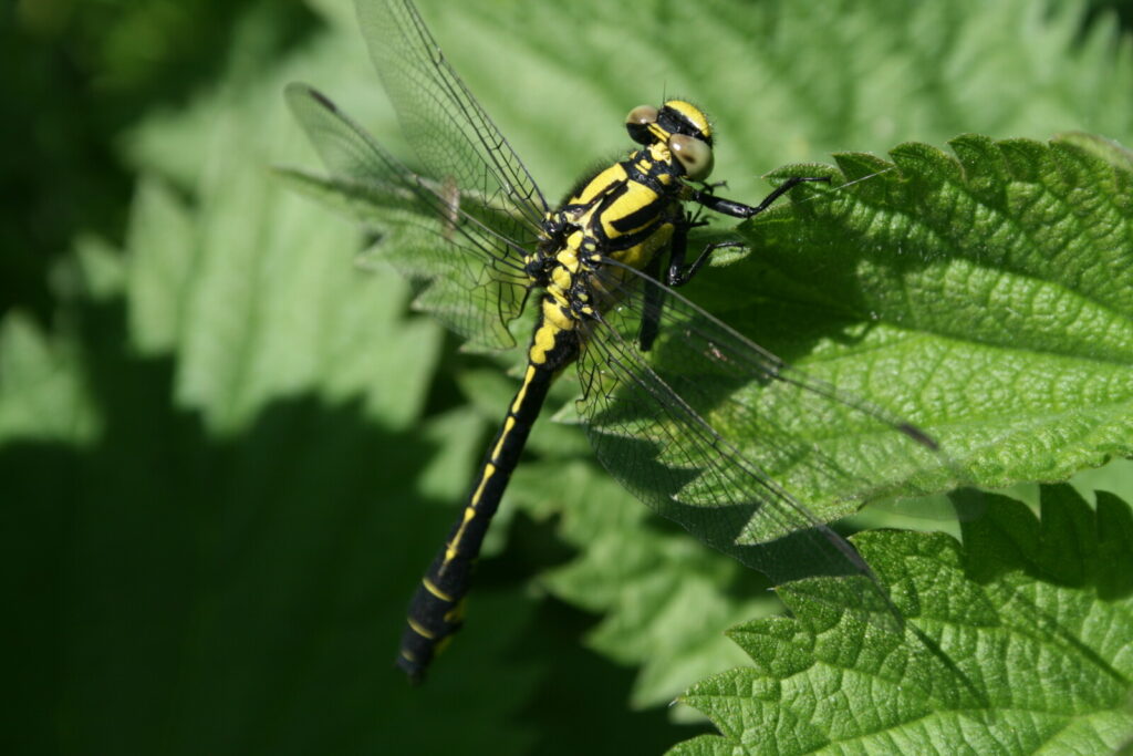 ‘Ecological vandalism’ on the River Lugg