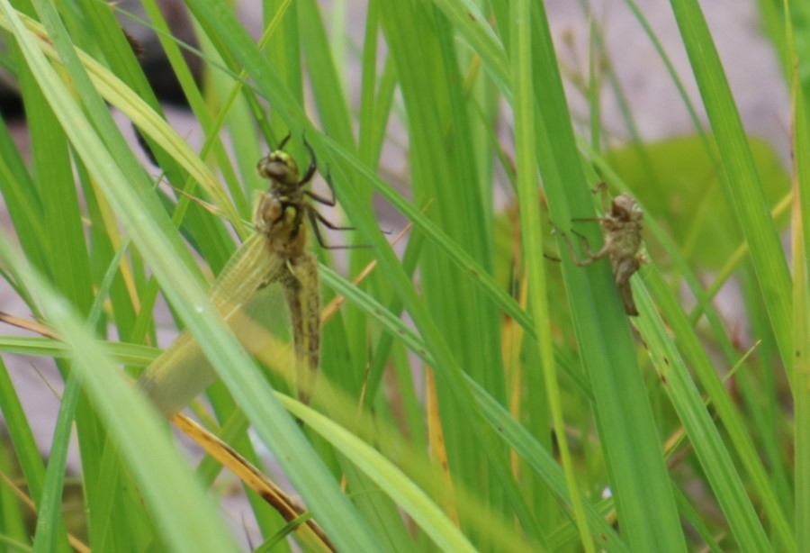 Pond Ponderings: Only one year old and full of dragonflies!