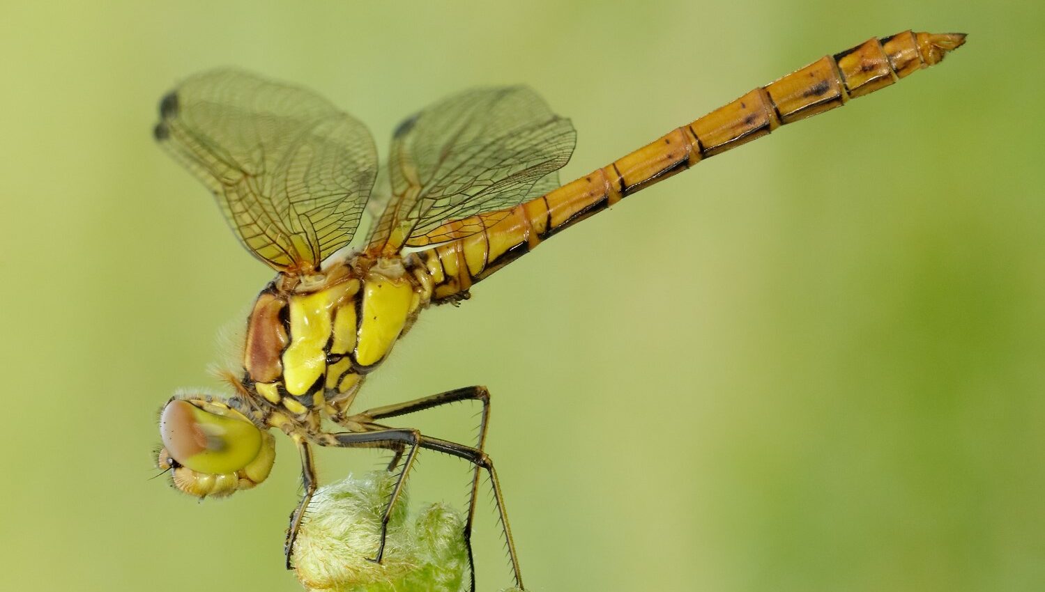 Dragonflies - British Dragonfly Society