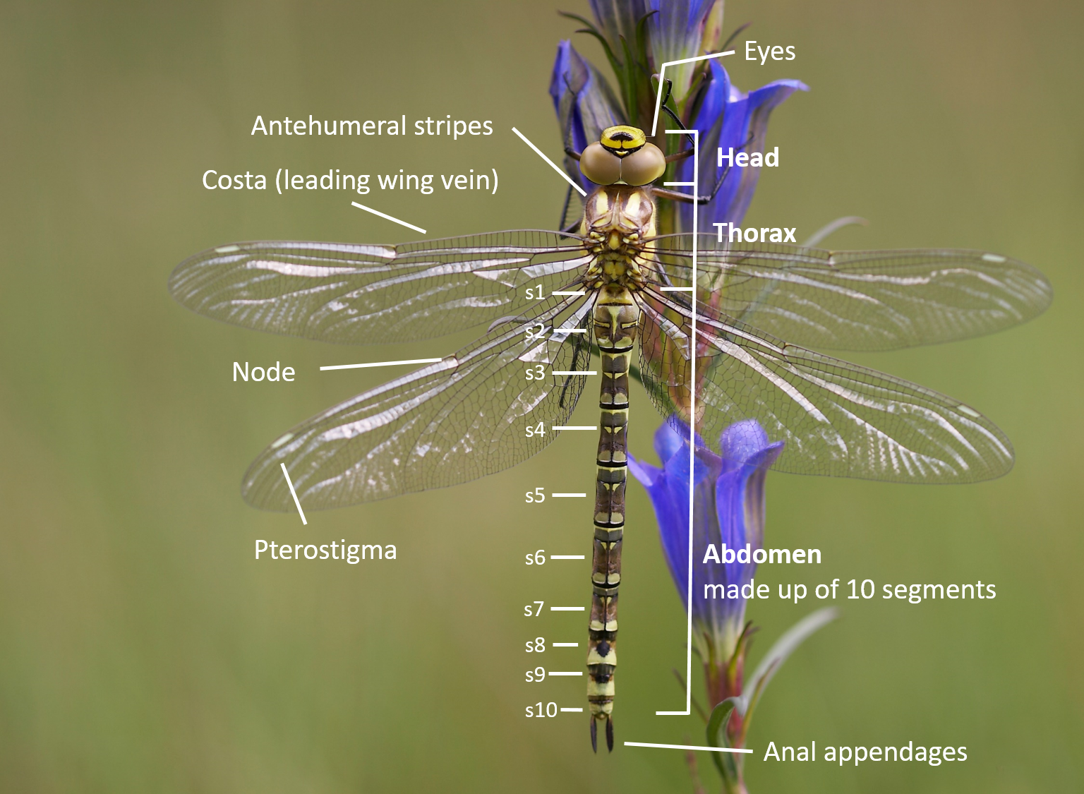 Таблица размеров Dragonfly. Драгонфлай выбор размера. Studying Dragonfly Wings Mathematical Modeling. Рога драгонфлай