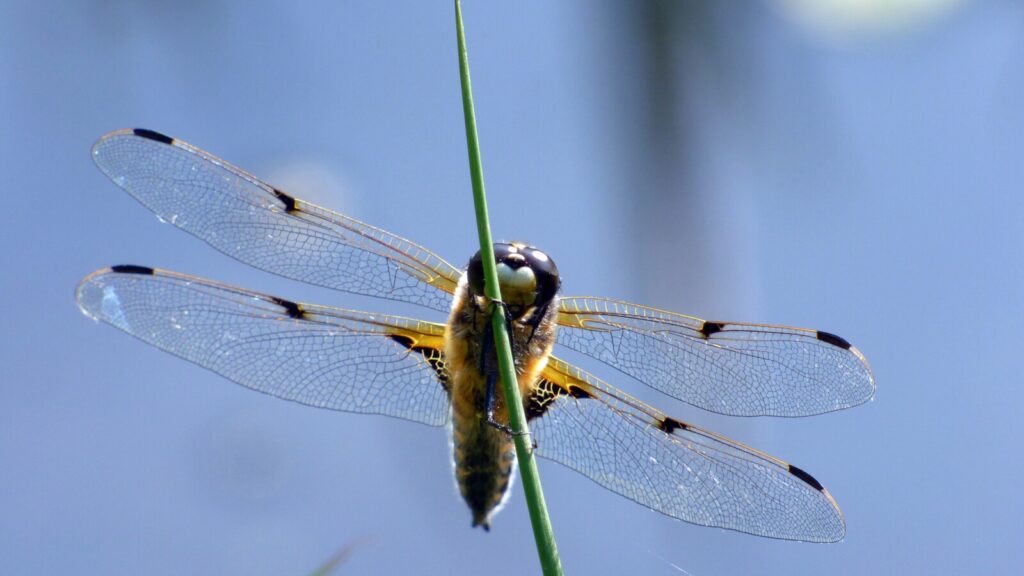 Dragonfly-inspired nanotechnology in the fight against disease